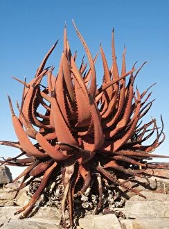 Aloe Gallery: Aloe gariepensis - clings at the canyon walls of