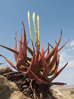 Images Dated 16th August 2009: Aloe gariepensis - with inflorescences