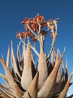 Aloe Gallery: Aloe hereroensis - with inflorescences and flowers