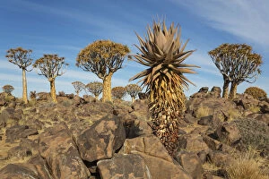 Aloe Gallery: Aloe littoralis and Quiver trees - formerly