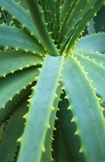 Images Dated 27th June 2006: Aloe Plant