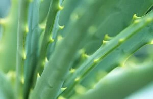 Aloe Plant - September