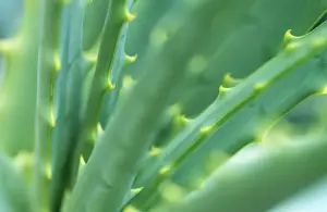 Aloe Prints: Aloe Vera Plant