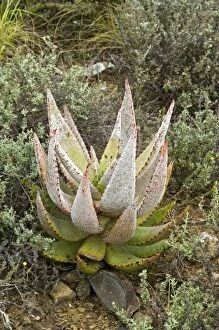 Aloe Gallery: Aloe White Scale insect infestation on aloe (Aloe ferox)