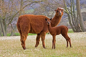 Images Dated 5th March 2008: Alpaca - female and young. Native to Peru and have been domesticated for thousands of years; they