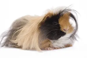 Hairstyles Prints: Alpaca Guinea Pig - in studio