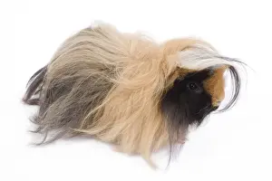 Gunea Pigs Prints: Alpaca Guinea Pig - in studio
