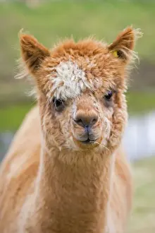 Cotswolds Prints: Alpaca - head of alpaca domesticated camelid; alpacas are native to Peru