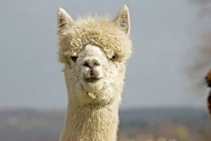 Images Dated 5th March 2008: Alpaca - head of white Alpaca ; alpacas are native to Peru and have been domesticated for