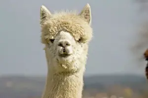 Cotswolds Prints: Alpaca - head of white Alpaca ; alpacas are native to Peru