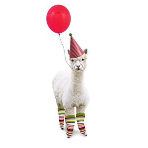 Alpaca, wearing Birthday party hat and leggings