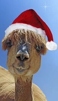 Alpaca - wearing Christmas hat