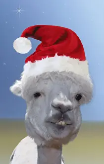 Christmas Prints: Alpaca - wearing Christmas hat Digital Manipulation: Hat (Su) - blue & sand coloured background - stars
