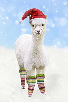 Alpaca, wearing Christmas hat and leggings