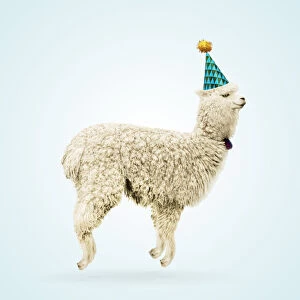 Birthdays Gallery: Alpaca, wearing party hat, jumping for joy, smiling, happy