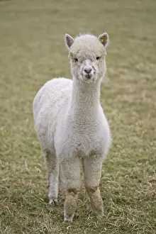 Alpacas - are native to Peru and have been domesticated for thousands of years; they have thick fleeces which produce valuable high quality wool or fibre which is used to make knitted or woven garments; Cotswolds UK