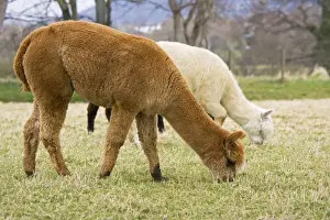 Cotswolds Prints: Alpacas - are native to Peru