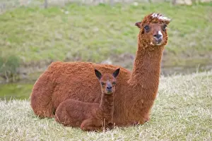 Alpacas - are native to Peru and have been domesticated for thousands of years; they have thick fleeces which produce valuable high quality wool or fibre which is used to make knitted or woven garments Cotswolds UK