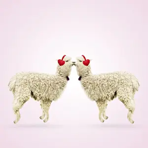 Two Alpacas wearing heart shaped ear-muffs