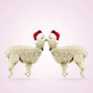 Kiss Prints: Two Alpacas wearing red Christmas Santa hats