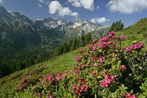 Mountaineering Prints: Alpenrose in full bloom at Fellhorn mountain with Kanzelwand mountain in background Oberstdorf