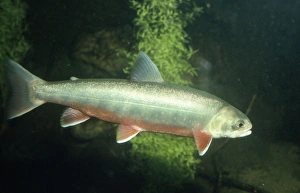 Images Dated 11th July 2008: Alpine / Arctic Char