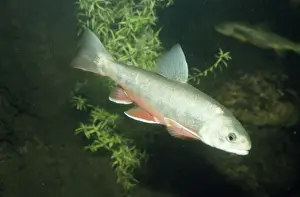 Alpine / Arctic Char