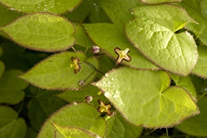 Images Dated 25th May 2006: Alpine barrenwort (Epimedium alpinum). Alps