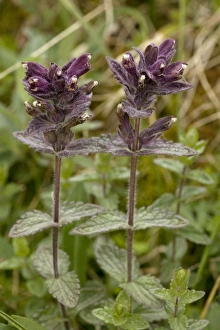 Images Dated 13th July 2006: Alpine bartsia (Bartsia alpina). Rare in UK