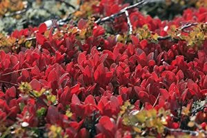 Images Dated 15th September 2012: Alpine Bearberry - in autumn colour
