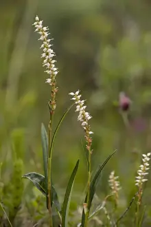 Alpine bistort ( Polygonum vivipara) in flower, with bulbils below flowers. Rare in UK