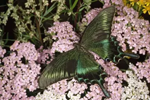 Swallowtail Prints: Alpine Black Swallowtail Butterfly - common in deciduous forest Krasnii Yar