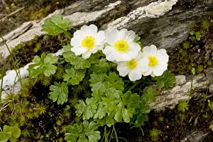 Alpine Buttercup - in flower, Swiss Alps