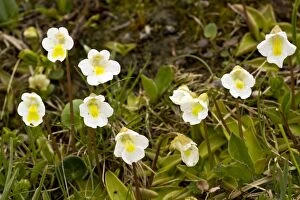 Butterwort Gallery: Alpine butterwort - Pinguicula alpina in flower