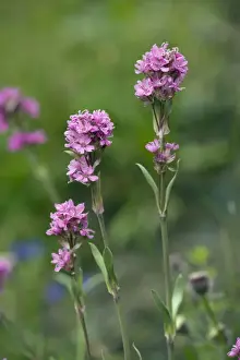 Rarity Prints: Alpine catchfly, Lychnis alpina = Viscaria. Very rare in UK