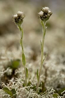 Images Dated 13th July 2006: Alpine catsear (Antennaria alpina), Norway. In tundra