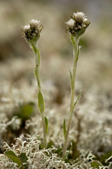 Images Dated 13th July 2006: Alpine catsear (Antennaria alpina), Norway. In tundra
