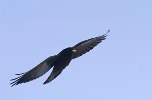Alpine Chough, in falling snow Spanish Pyrenees, February