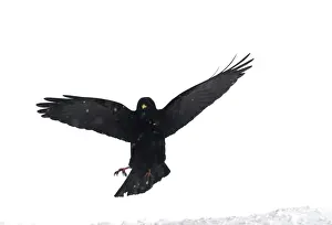Alpine Chough, in falling snow Spanish Pyrenees, February