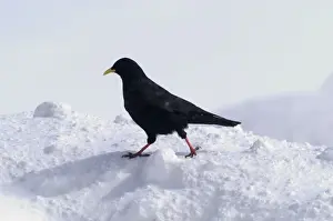 Alpine Chough, in falling snow Spanish Pyrenees, February