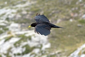 Billed Gallery: Alpine Chough flying in the Picos de Europa