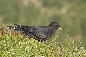 Choughs Gallery: Alpine Chough in mountain meadow