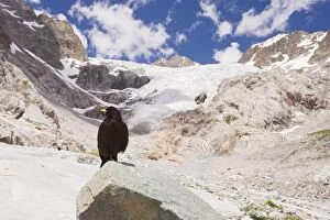Images Dated 25th June 2009: Alpine Chough / Yellow-billed Chough