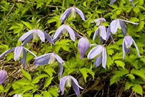 Images Dated 26th May 2008: Alpine clematis (Clematis alpina) in flower, montane woodland, Slovenia
