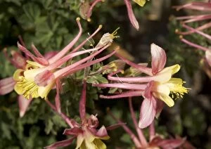 Images Dated 17th July 2005: Alpine Columbine, at about 11, 000 ft. Introgressive hybridisation with crimson columbine A