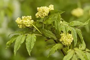 Elders Prints: Alpine elder or Red-berried Elder (Sambucus racemosa) in flower