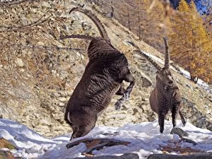 Alpine / European Ibex / Steinbock - buck fighting in Autumn
