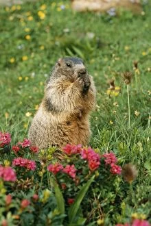 Alpine / European MARMOT - eating, by rhododendrons