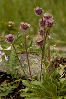 Fleabanes Prints: Alpine fleabane (Erigeron borealis): very rare in UK