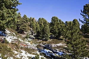 Alpine forest of Swiss Pine (Arve, Pinus)